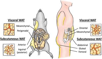 Of mice and men: Pinpointing species differences in adipose tissue biology